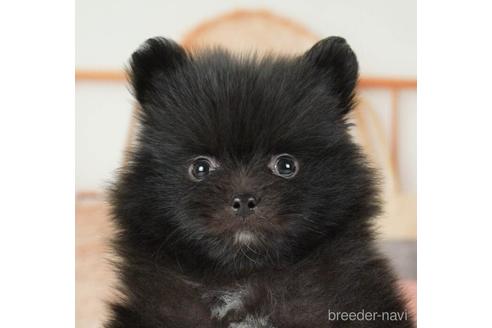 成約済の神奈川県のポメラニアン-234819の1枚目