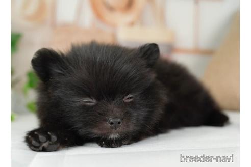 成約済の神奈川県のポメラニアン-234819の2枚目