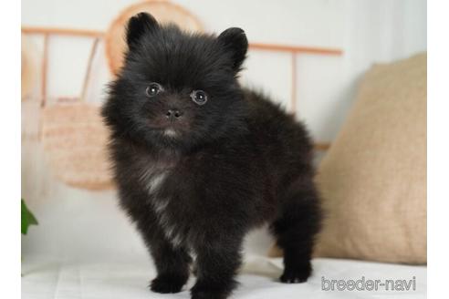 成約済の神奈川県のポメラニアン-234819の4枚目