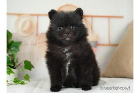 成約済の神奈川県のポメラニアン-234819の3枚目