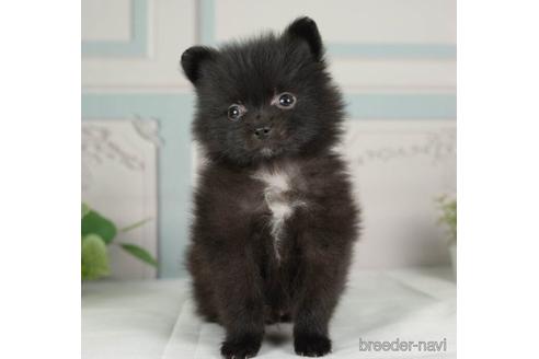 成約済の神奈川県のポメラニアン-234820の4枚目