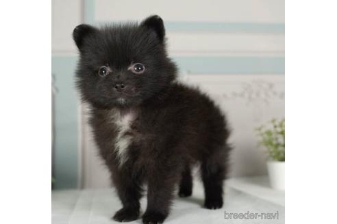 成約済の神奈川県のポメラニアン-234820の5枚目