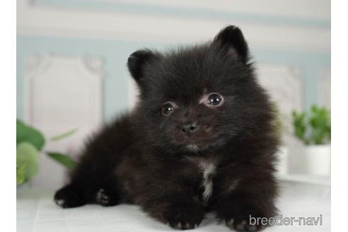 成約済の神奈川県のポメラニアン-234820の2枚目