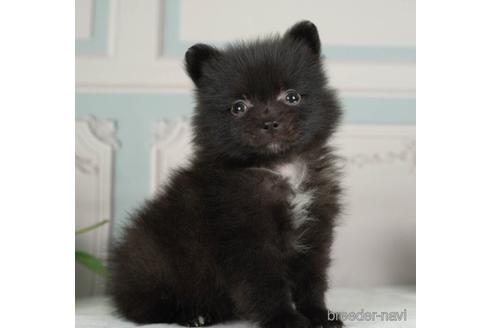 成約済の神奈川県のポメラニアン-234820の3枚目