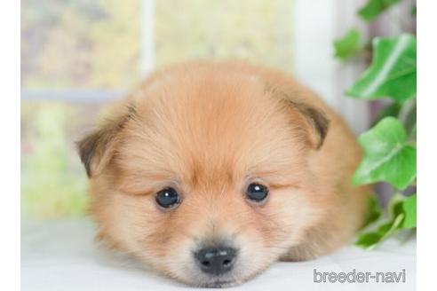 成約済の神奈川県のポメラニアン-234821