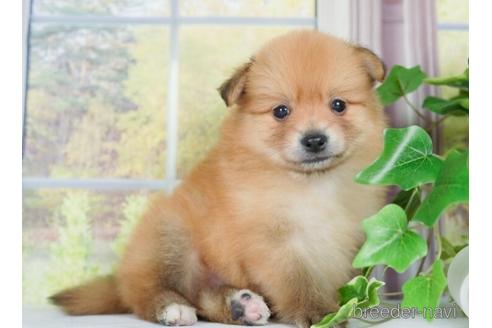 成約済の神奈川県のポメラニアン-234821の3枚目