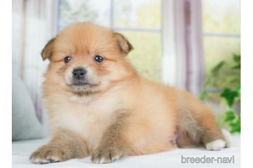 成約済の神奈川県のポメラニアン-234821の2枚目