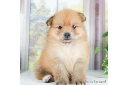 成約済の神奈川県のポメラニアン-234821の4枚目