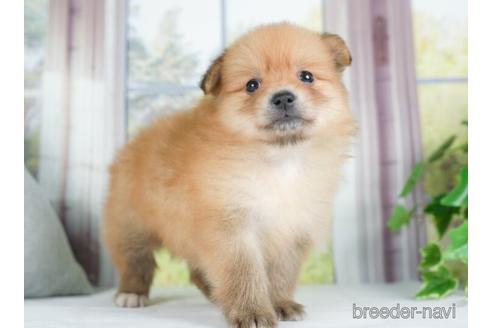 成約済の神奈川県のポメラニアン-234821の5枚目