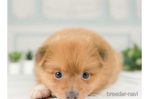 成約済の神奈川県のポメラニアン-234823の3枚目