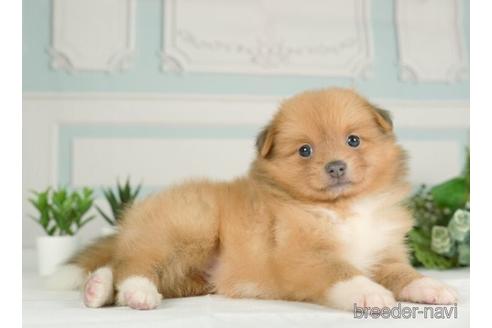 成約済の神奈川県のポメラニアン-234823の4枚目