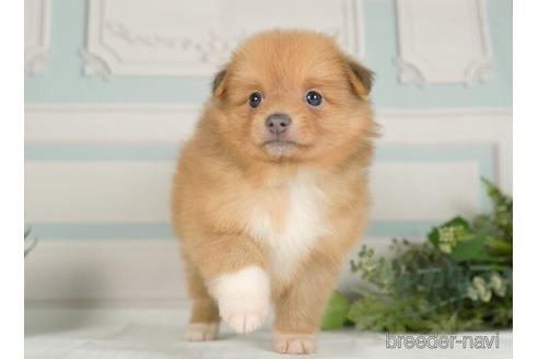 成約済の神奈川県のポメラニアン-234823の5枚目