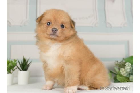 成約済の神奈川県のポメラニアン-234823の2枚目