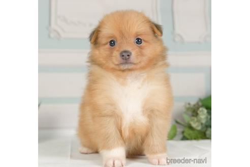 成約済の神奈川県のポメラニアン-234823