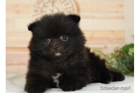 成約済の神奈川県のポメラニアン-234824の2枚目