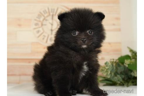 成約済の神奈川県のポメラニアン-234824の3枚目