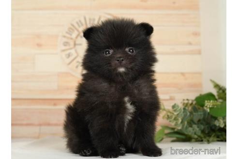 成約済の神奈川県のポメラニアン-234824の4枚目