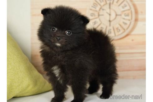 成約済の神奈川県のポメラニアン-234824の5枚目