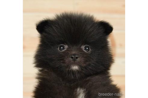 成約済の神奈川県のポメラニアン-234824