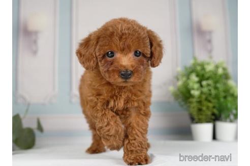 成約済の神奈川県のトイプードル-234825の4枚目