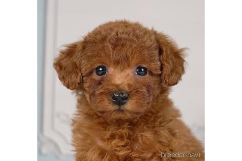 成約済の神奈川県のトイプードル-234825