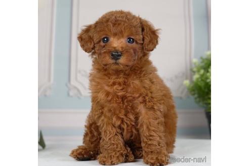 成約済の神奈川県のトイプードル-234825の5枚目