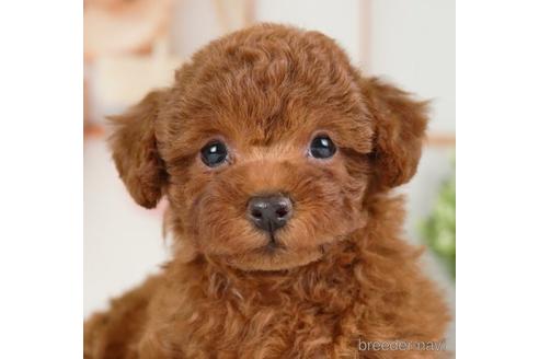 成約済の神奈川県のトイプードル-234827の1枚目