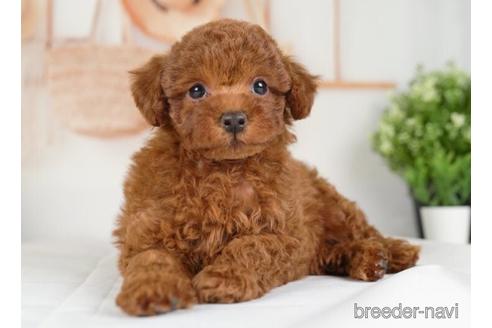 成約済の神奈川県のトイプードル-234827の2枚目