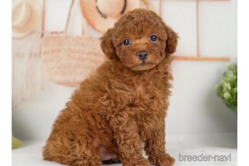 成約済の神奈川県のトイプードル-234827の3枚目