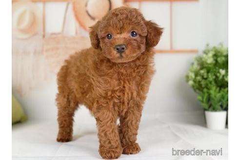 成約済の神奈川県のトイプードル-234827の4枚目