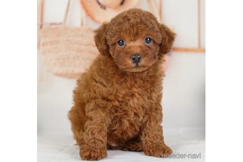 成約済の神奈川県のトイプードル-234827の5枚目