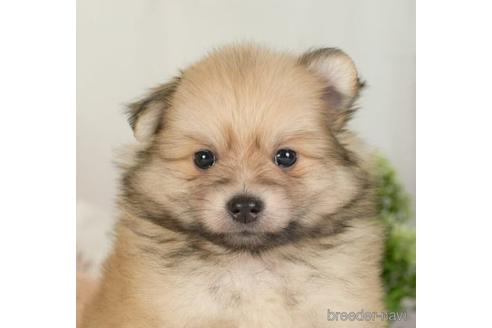 成約済の神奈川県のポメラニアン-234829の1枚目