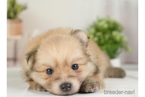 成約済の神奈川県のポメラニアン-234829の3枚目