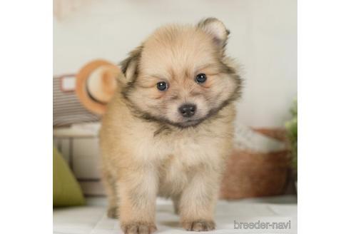 成約済の神奈川県のポメラニアン-234829の2枚目