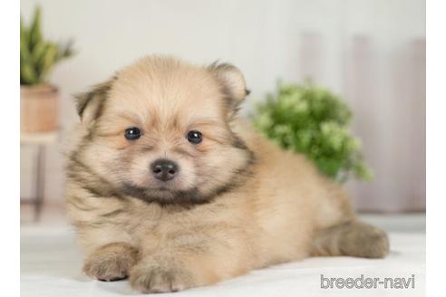 成約済の神奈川県のポメラニアン-234829の4枚目