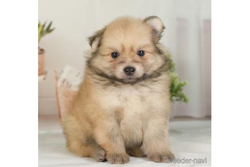 成約済の神奈川県のポメラニアン-234829の5枚目