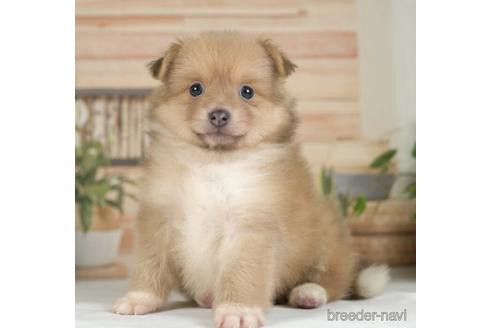 成約済の神奈川県のポメラニアン-234830の1枚目