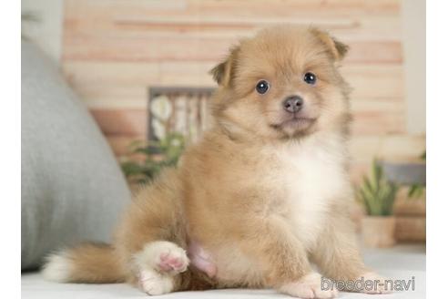成約済の神奈川県のポメラニアン-234830の2枚目