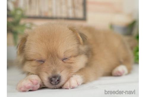 成約済の神奈川県のポメラニアン-234830の3枚目