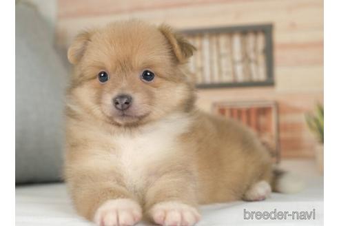 成約済の神奈川県のポメラニアン-234830の4枚目