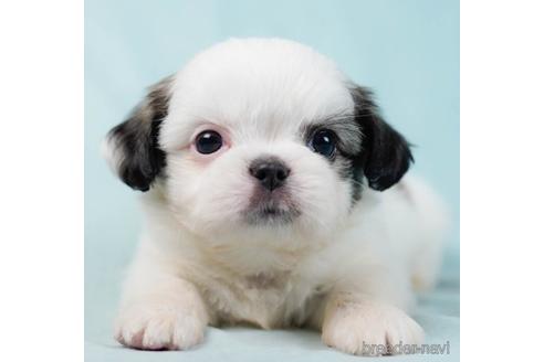 成約済の千葉県のミックス犬-234868の5枚目