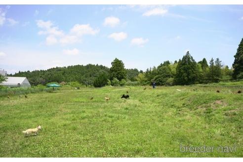 成約済の千葉県のカニンヘンダックスフンド(ロングヘアード)-234869の3枚目