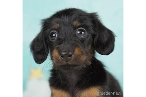 成約済の千葉県のカニンヘンダックスフンド(ロングヘアード)-234871の1枚目