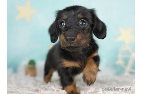 成約済の千葉県のカニンヘンダックスフンド(ロングヘアード)-234871の2枚目