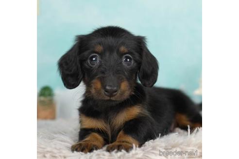成約済の千葉県のカニンヘンダックスフンド(ロングヘアード)-234871の4枚目
