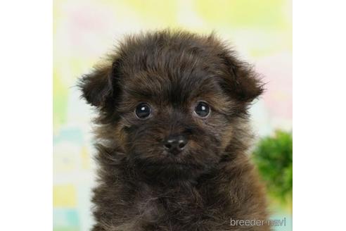 成約済の千葉県のポメプー:ポメラニアン×トイプードル-234874の1枚目