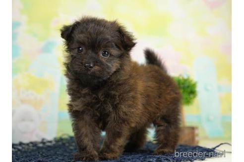 成約済の千葉県のポメプー:ポメラニアン×トイプードル-234874の3枚目