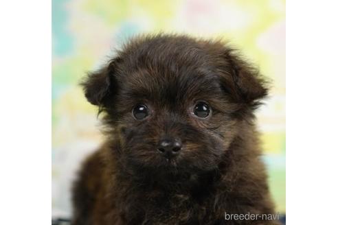 成約済の千葉県のポメプー:ポメラニアン×トイプードル-234874の4枚目