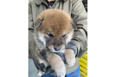 成約済の広島県の柴犬-234900の1枚目