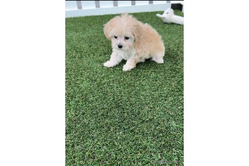 成約済の福岡県のマルプー:マルチーズ×トイプードル-234942の2枚目